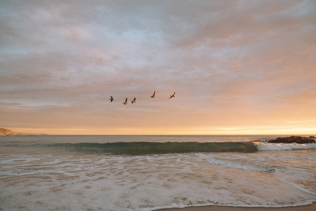 pelicans flying over laguna beach